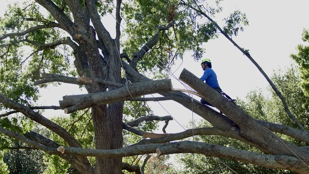 Professional Crown Thinning performed by certified arborists in Natural Bridge