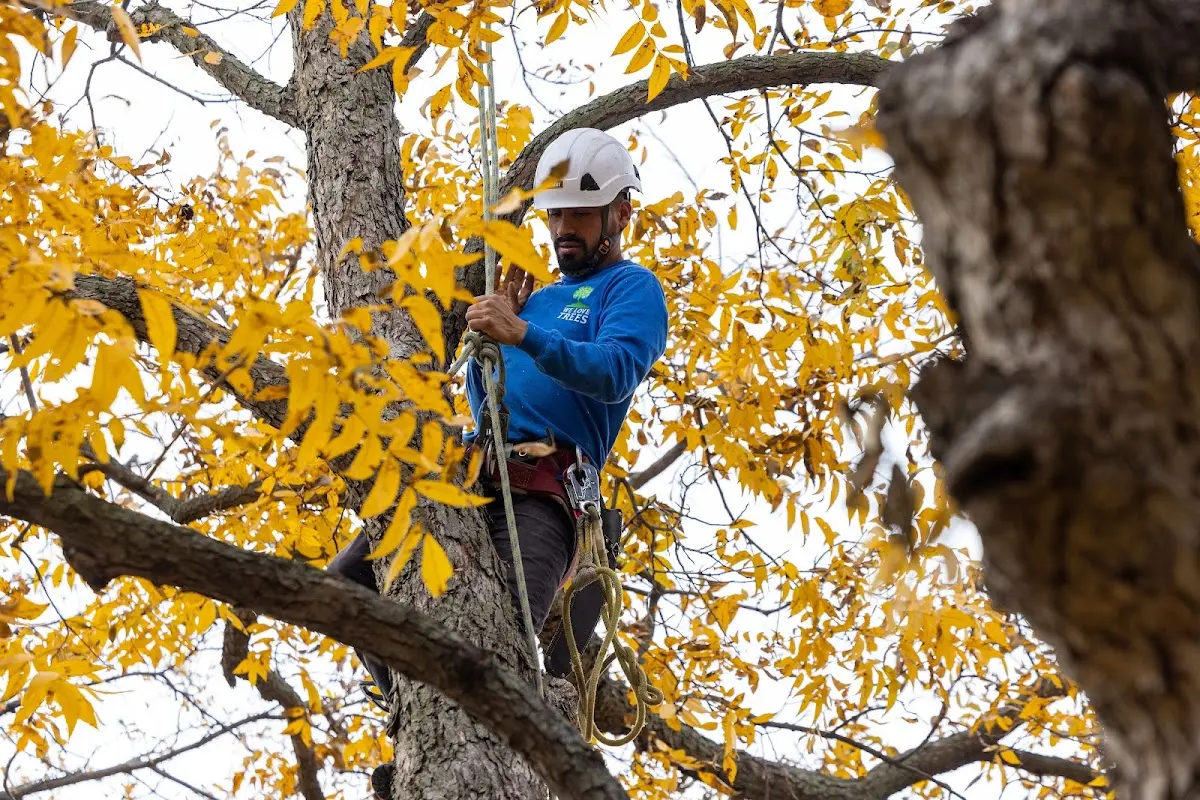 Skilled Tree Planing crew working in Natural Bridge