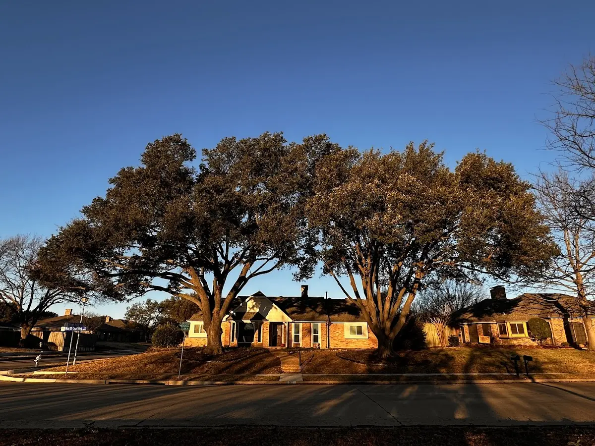 Established residential canopy tree shading a home in Natural Bridge