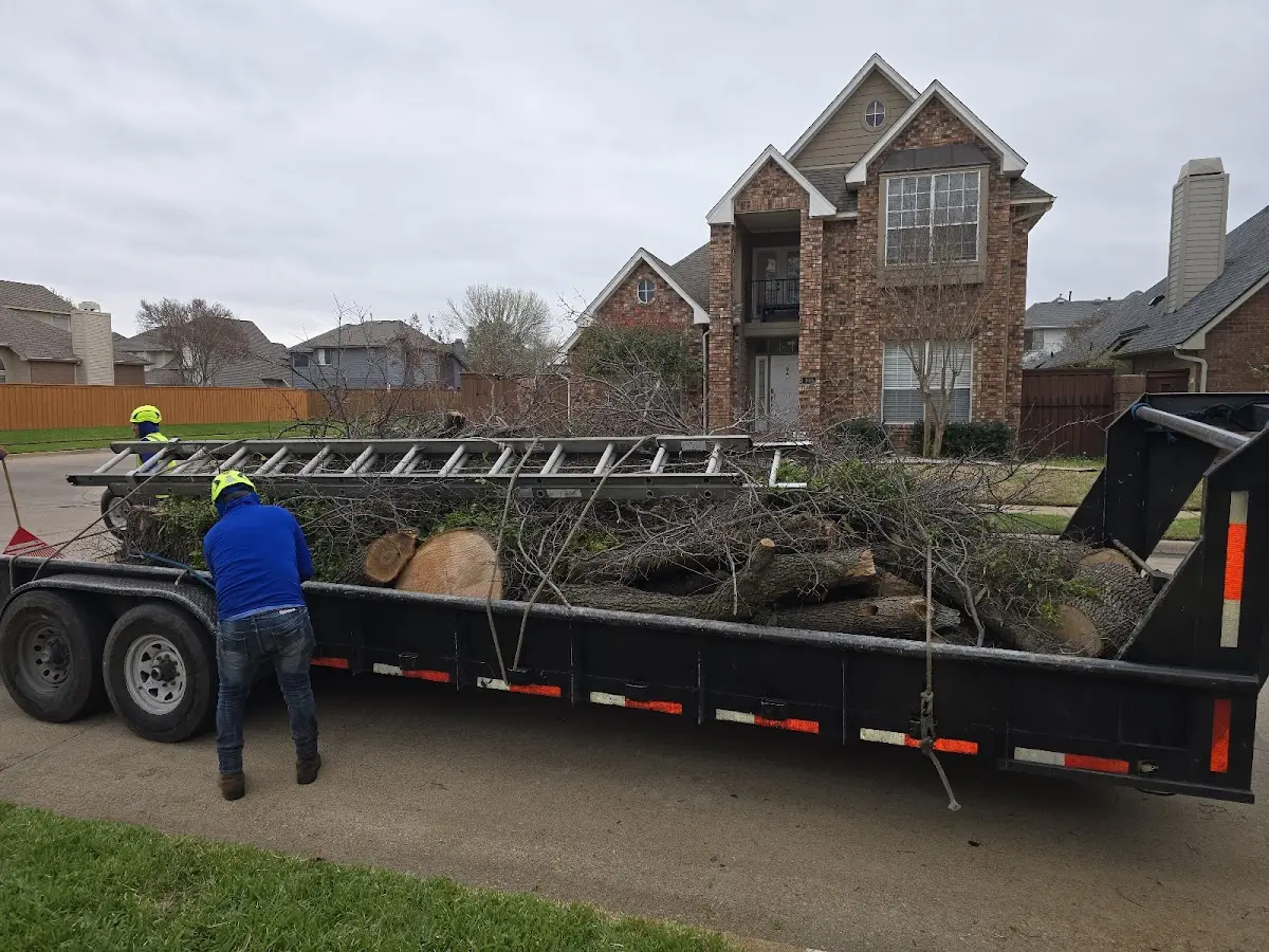 Expert Tree Removal with proper safety equipment in Natural Bridge